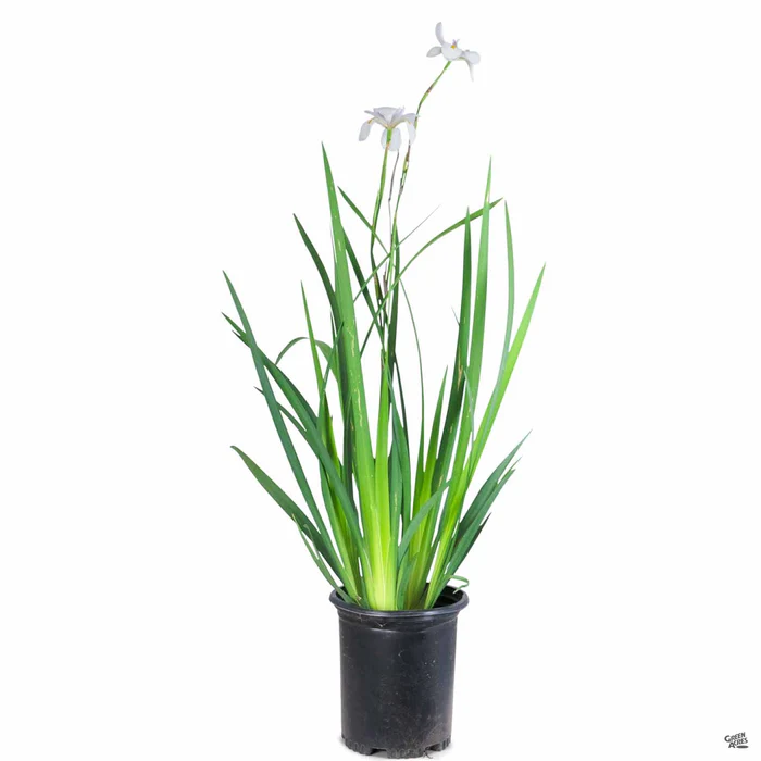 2350-african-iris-3.webp African Iris