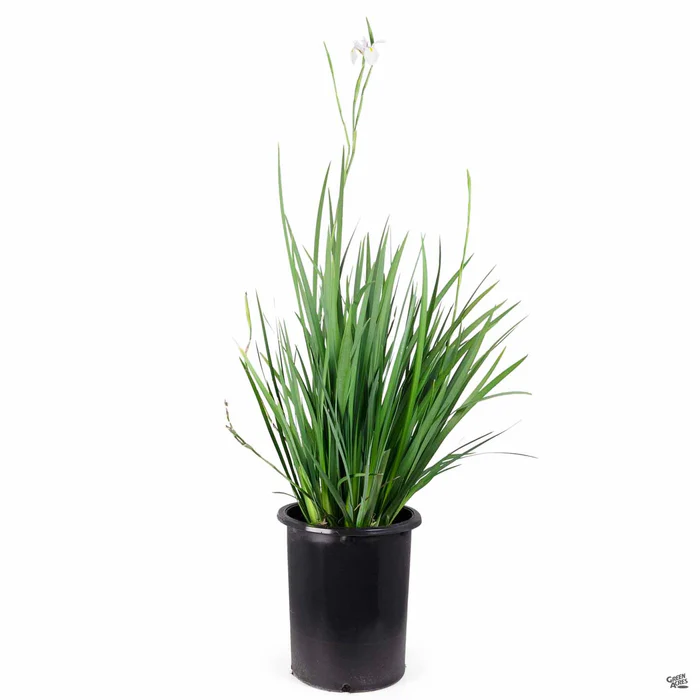 2350-african-iris-4.webp African Iris