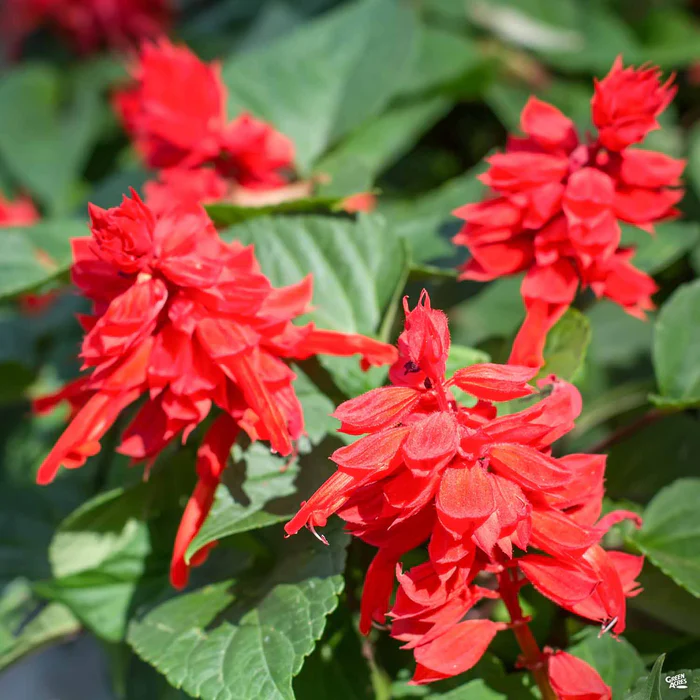 2353-red-hot-sally-sage-1.webp Red Hot Sally Sage
