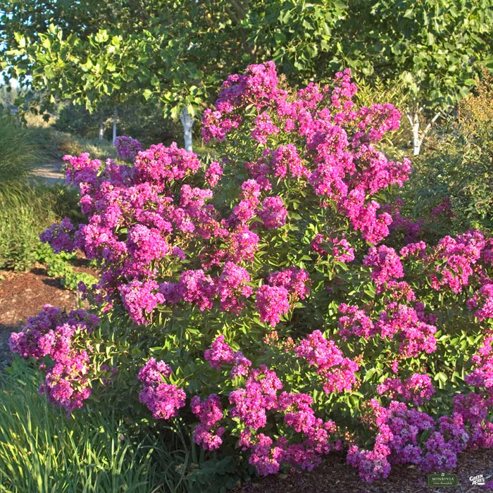 2356-crape-myrtle-petite-orchid-multi-trunk-monrovia-1.webp Crape Myrtle 'Petite Orchid' Multi-Trunk | Monrovia