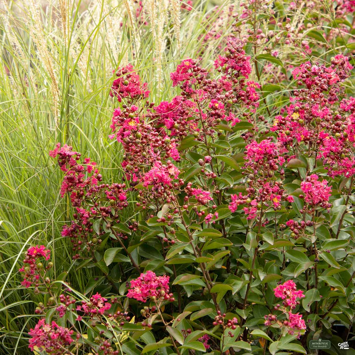 2357-crape-myrtle-petite-red-imp-multi-trunk-monrovia-1.webp Crape Myrtle 'Petite Red Imp' Multi-Trunk | Monrovia