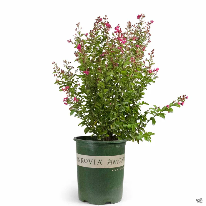 2357-crape-myrtle-petite-red-imp-multi-trunk-monrovia-2.webp Crape Myrtle 'Petite Red Imp' Multi-Trunk | Monrovia