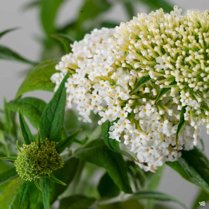 Pugster White Butterfly Bush