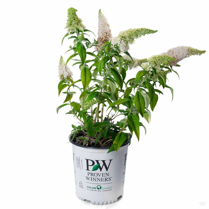 Pugster White Butterfly Bush