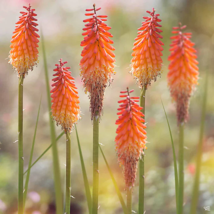 2359-red-hot-poker-flamenco-1.webp Red Hot Poker 'Flamenco'