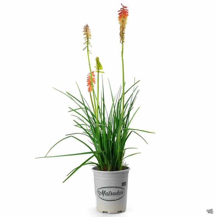 2359-red-hot-poker-flamenco-2.webp Red Hot Poker 'Flamenco'