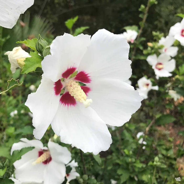 2360-rose-of-sharon-red-heart-1.webp Rose of Sharon 'Red Heart'