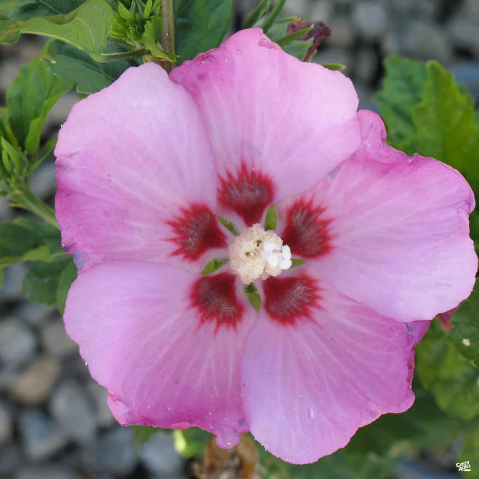 Rose of Sharon 'Minerva'