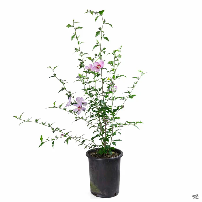 Rose of Sharon 'Aphrodite'