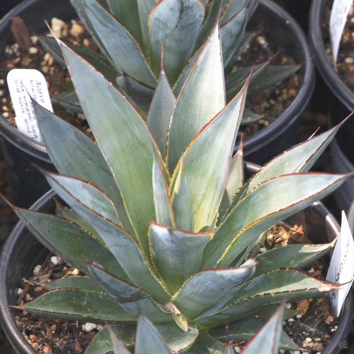 Agave 'Blue Glow' | Monrovia