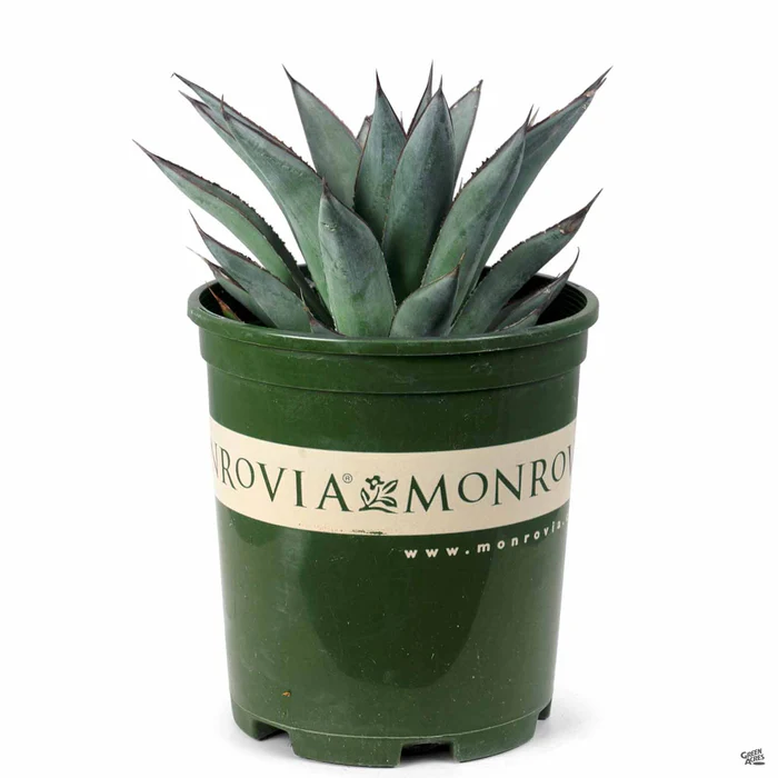 Agave 'Blue Glow' | Monrovia