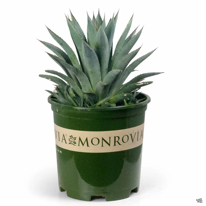 Agave 'Blue Glow' | Monrovia