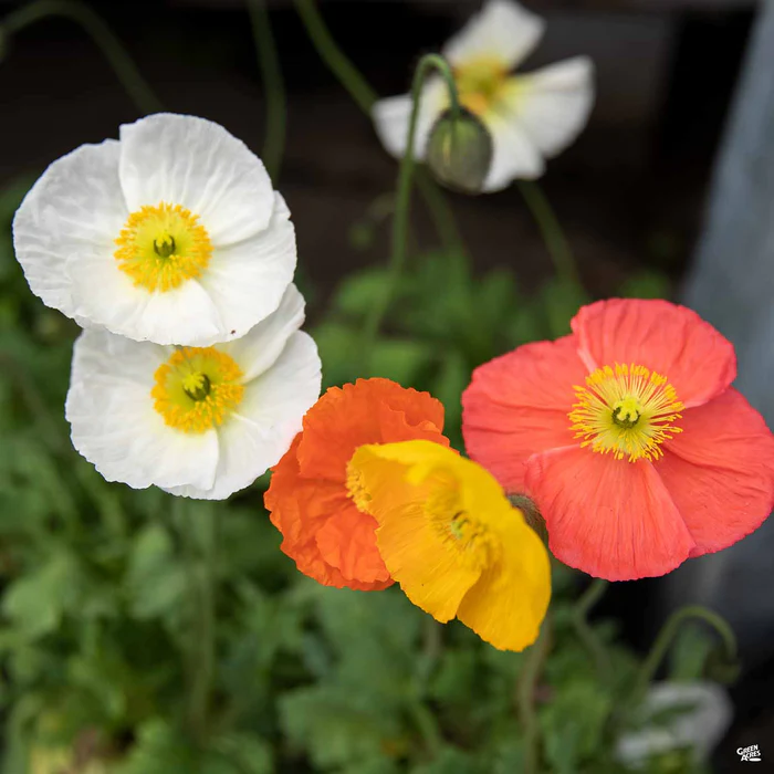 237-iceland-poppy-1.webp Iceland Poppy