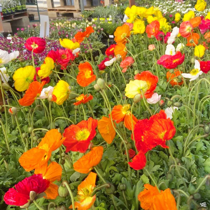 Iceland Poppy