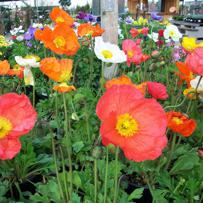 Iceland Poppy