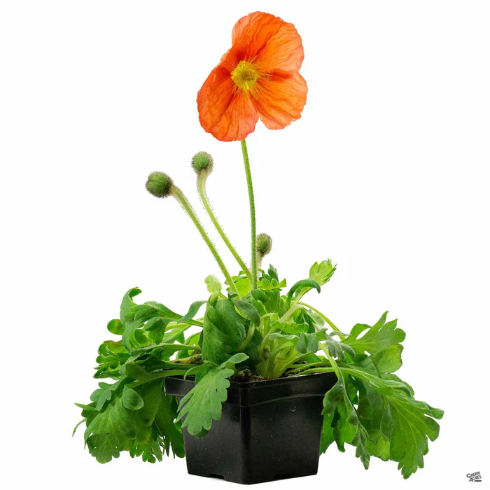 Iceland Poppy
