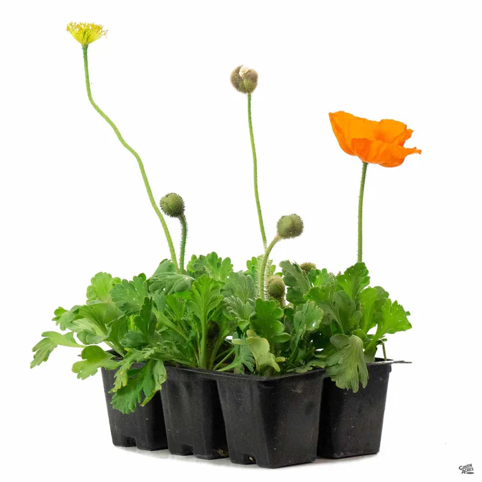 Iceland Poppy