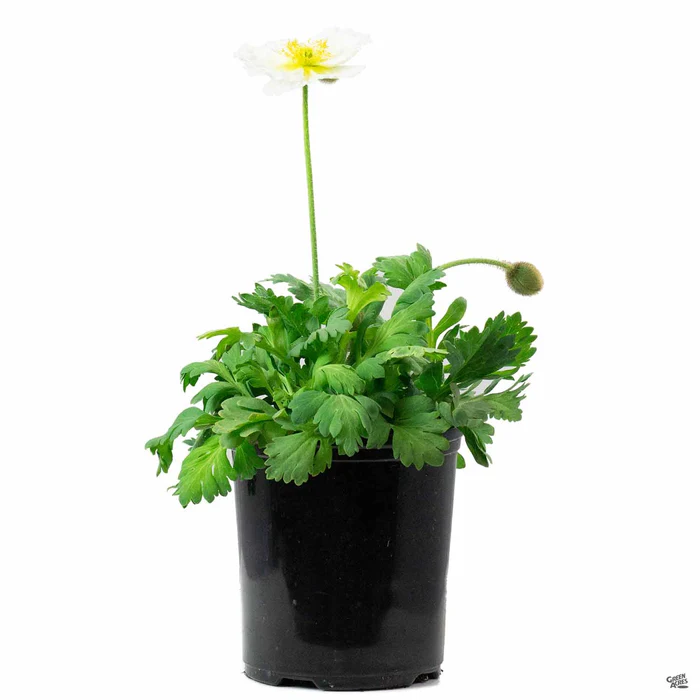 Iceland Poppy