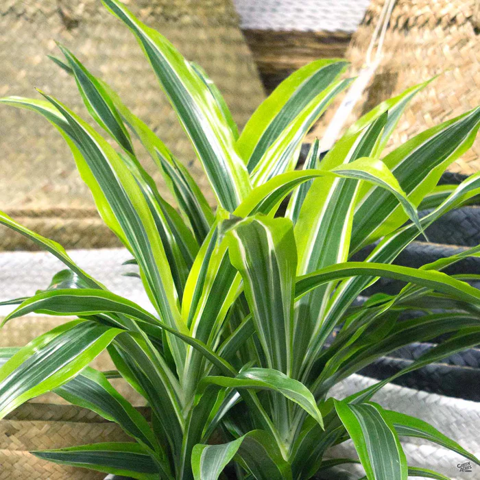 2371-dracaena-lemon-lime-1.webp Dracaena 'Lemon Lime'