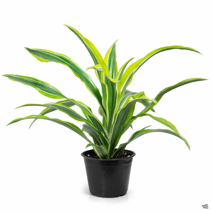 2371-dracaena-lemon-lime-2.webp Dracaena 'Lemon Lime'