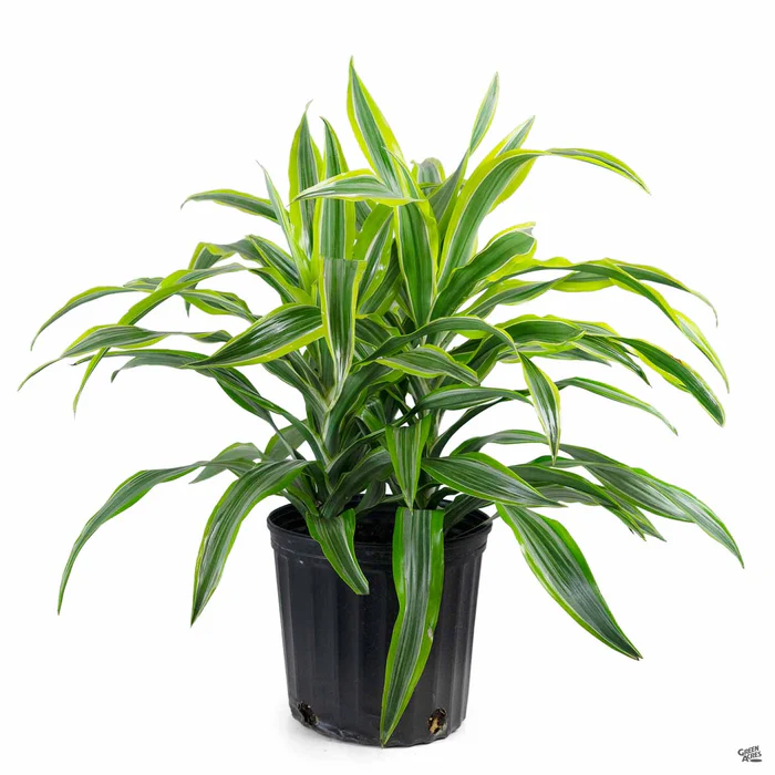 2371-dracaena-lemon-lime-3.webp Dracaena 'Lemon Lime'