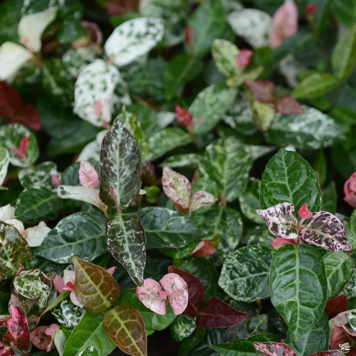 2375-asian-jasmine-tricolor-2.webp Asian Jasmine 'Tricolor'
