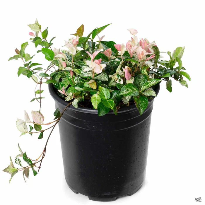 2375-asian-jasmine-tricolor-3.webp Asian Jasmine 'Tricolor'
