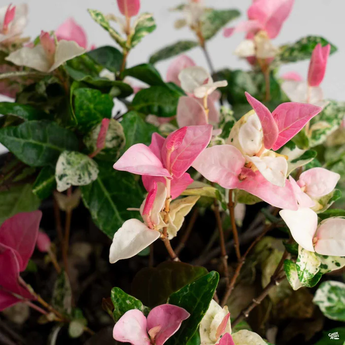 2375-asian-jasmine-tricolor-4.webp Asian Jasmine 'Tricolor'