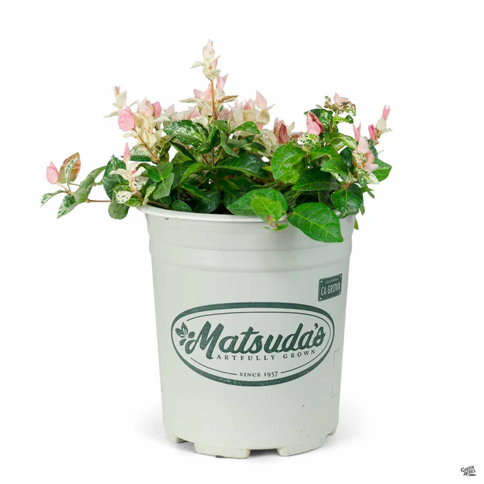 2375-asian-jasmine-tricolor-5.webp Asian Jasmine 'Tricolor'