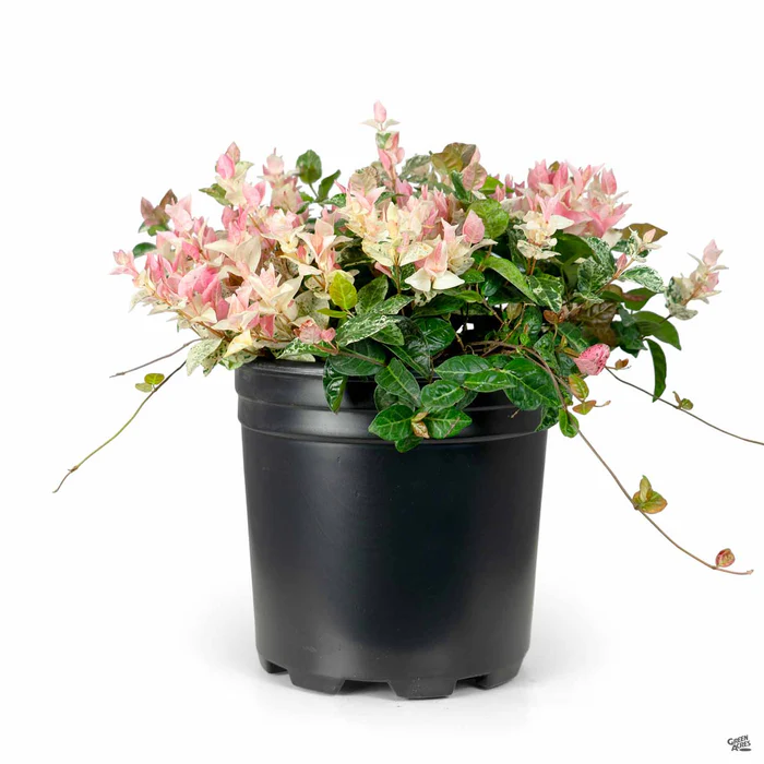 2375-asian-jasmine-tricolor-6.webp Asian Jasmine 'Tricolor'