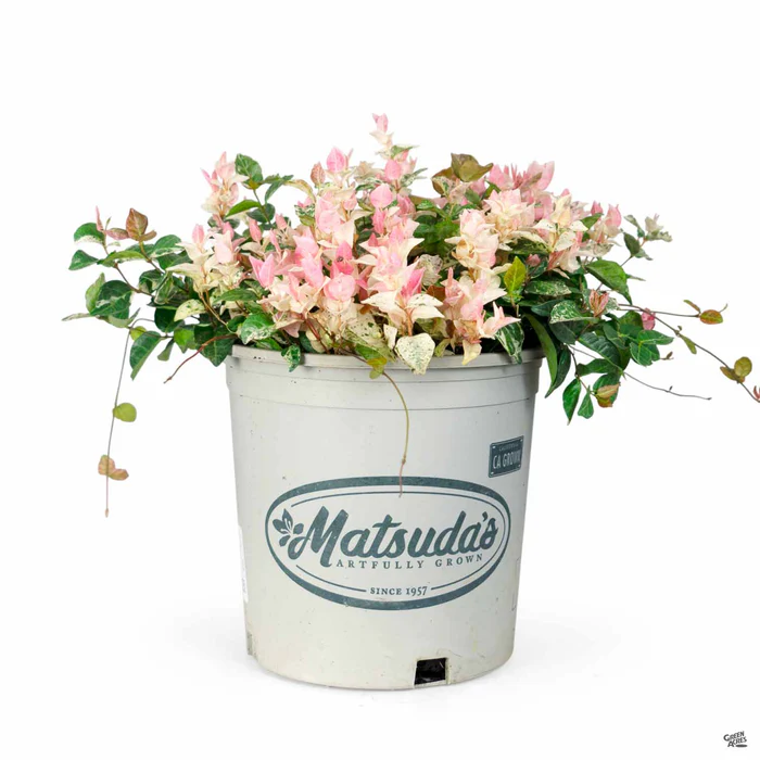 2375-asian-jasmine-tricolor-7.webp Asian Jasmine 'Tricolor'