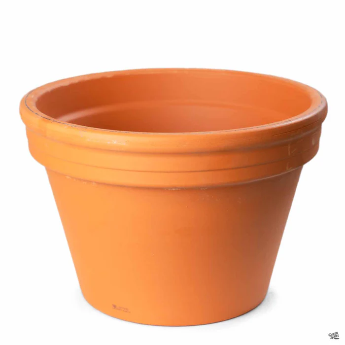 2388-german-azalea-clay-pot-terracotta-1.webp German Azalea Clay Pot Terracotta