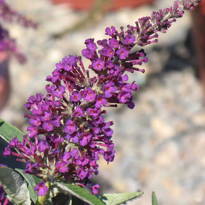 Butterfly Bush Buzz Magenta