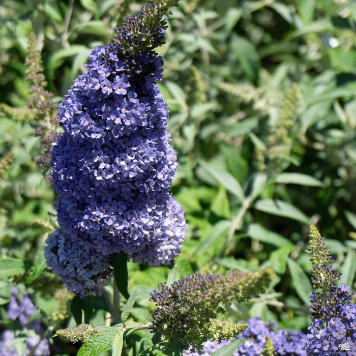 Butterfly Bush Buzz Sky Blue