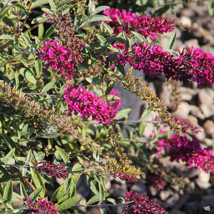 Butterfly Bush Buzz Velvet