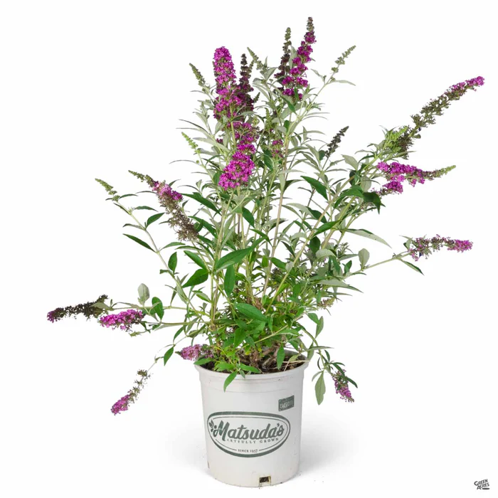 Butterfly Bush Buzz Velvet