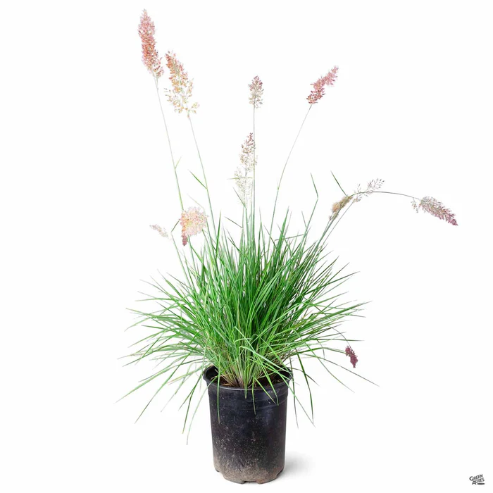 Pink Crystal Grass