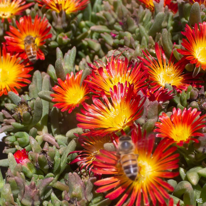241-ice-plant-1.webp Ice Plant