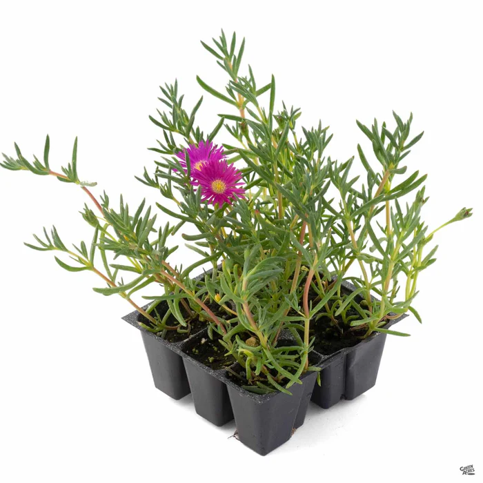 241-ice-plant-2.webp Ice Plant