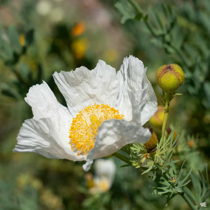 2414-matilija-poppy-fried-egg-poppy-1.webp Matilija Poppy / Fried Egg Poppy