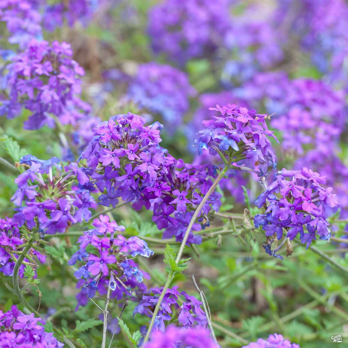 2415-verbena-homestead-1.webp Verbena 'Homestead'
