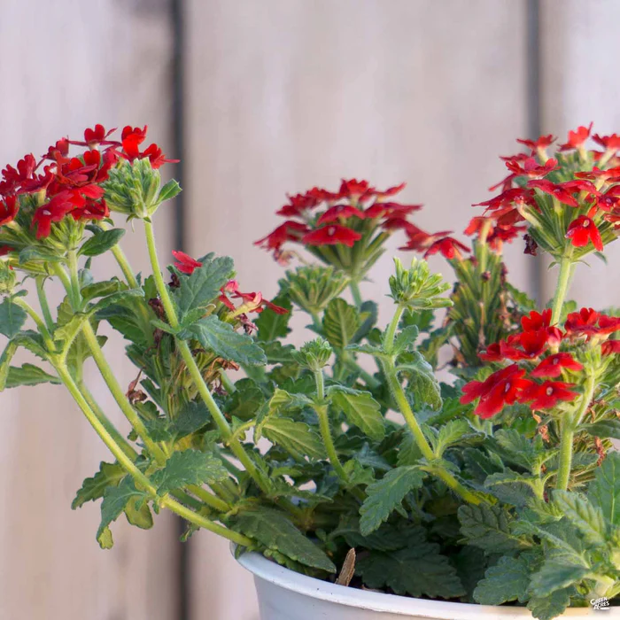 Enduro Verbena