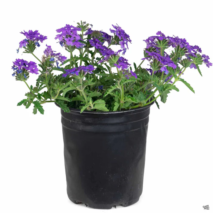 Enduro Verbena