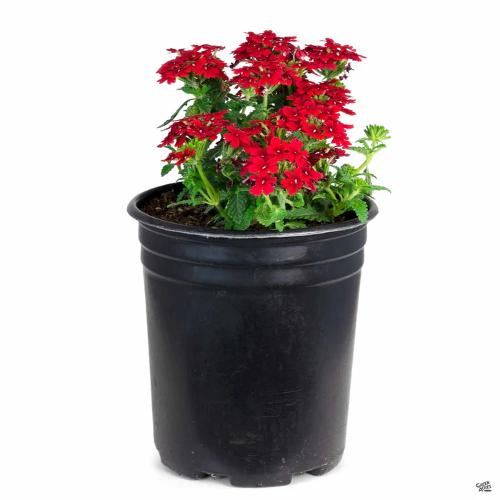 Enduro Verbena
