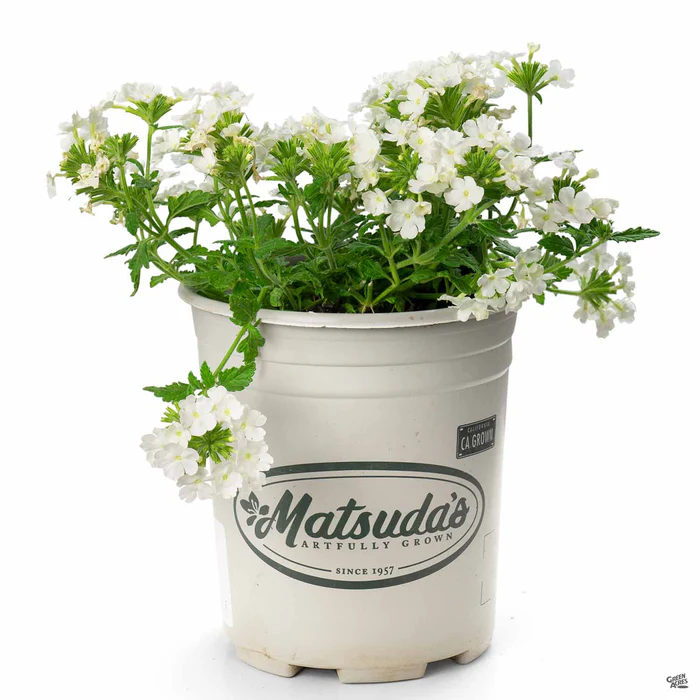 Enduro Verbena
