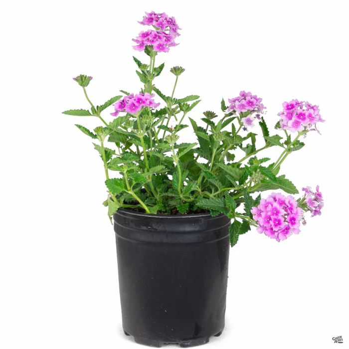Enduro Verbena