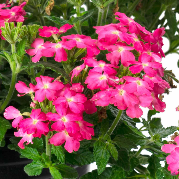 Firehouse Verbena