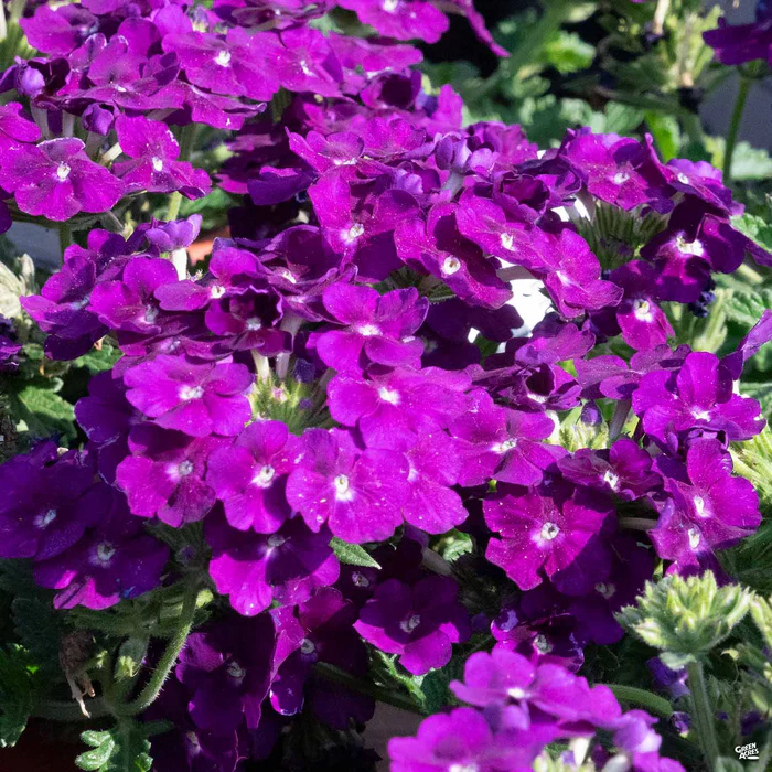 Firehouse Verbena