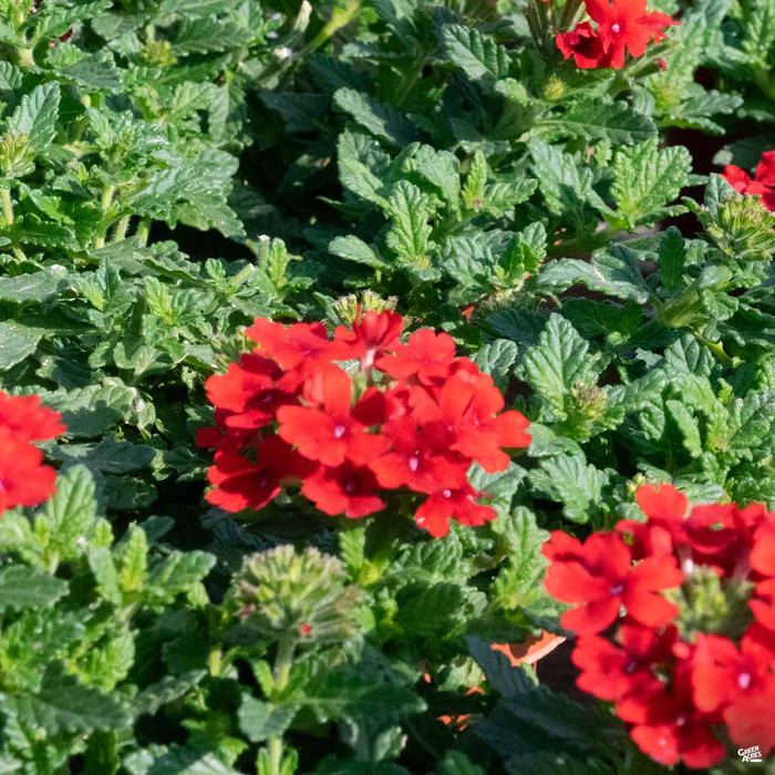 Firehouse Verbena