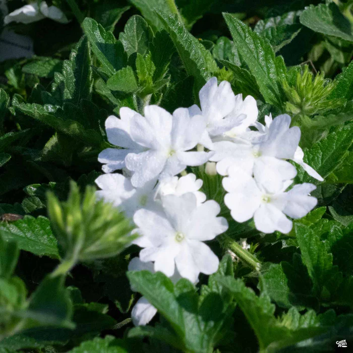 Firehouse Verbena